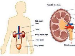 Thận yếu gây ảnh hưởng trực tiếp đến chức năng sinh lý, đặc biệt ở nam giới