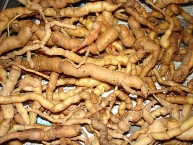 Ba kích tươi