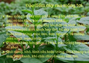 rau mồng tơi trị yếu sinh lý