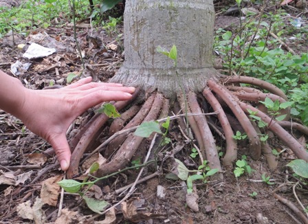 Rễ cau treo ngâm rượu trị bệnh yếu sinh lý nên chọn rễ cau trep, cắt đoạn 1,5-2cm