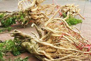 Tăng cường sinh lực với thảo dược vườn nhà - cây đinh lăng