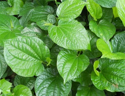 Lá lốt - cây thuốc nam trị yếu sinh lý nam dễ tìm