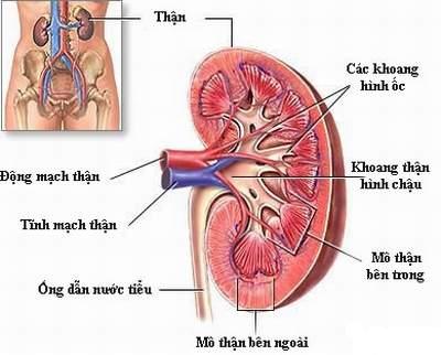 Phương pháp bấm huyệt chữa thận yếu không cần tới bác sĩ