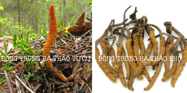đông trùng hạ thảo có ngâm rượu được không