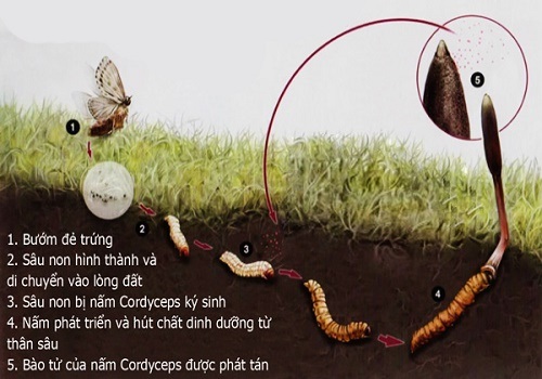 quá trình hình thành đông trùng hạ thảo
