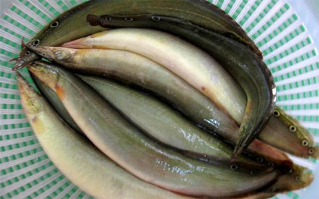các chạch tăng sinh lý
