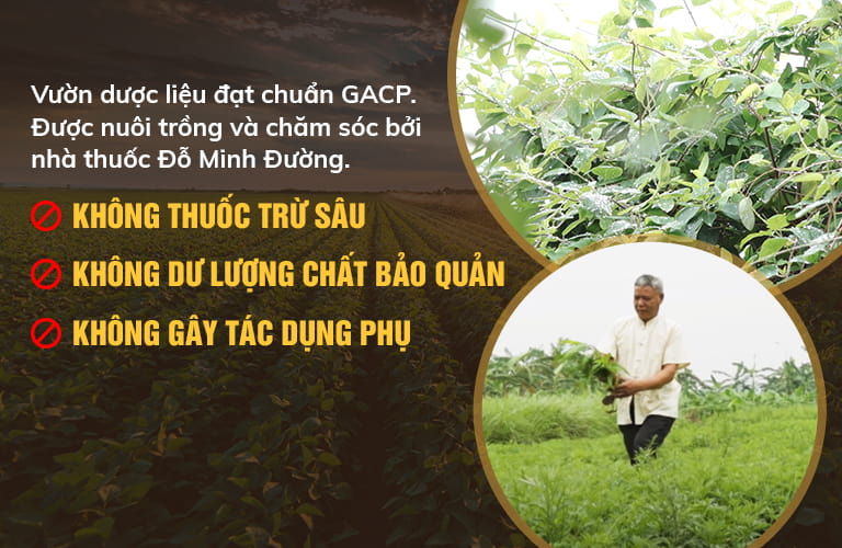 Đỗ Minh Đường sử dụng thảo dược sạch, được thu hái từ vườn chuyên canh theo tiêu chuẩn GACP-WHO