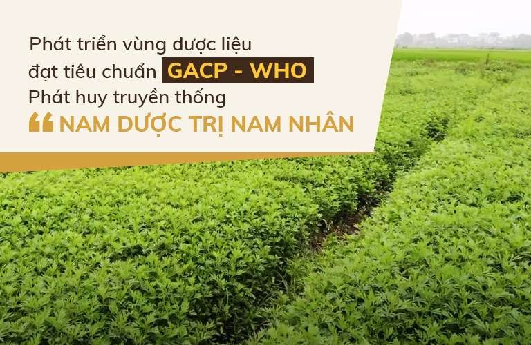 Vườn dược liệu đạt tiêu chuẩn GACP - WHO của nhà thuốc Đỗ Minh Đường